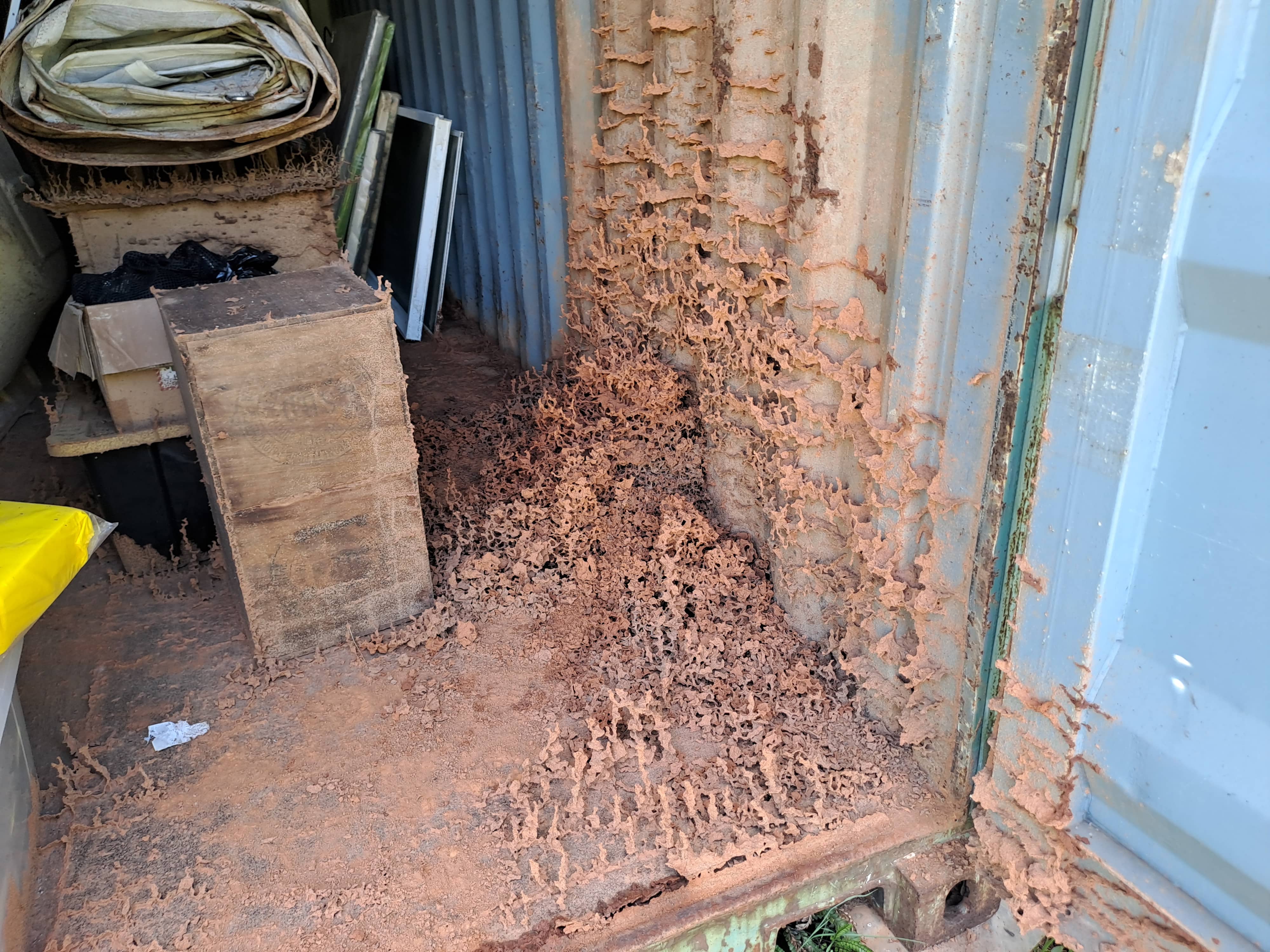 Termite Nest Found During Professional Inspection